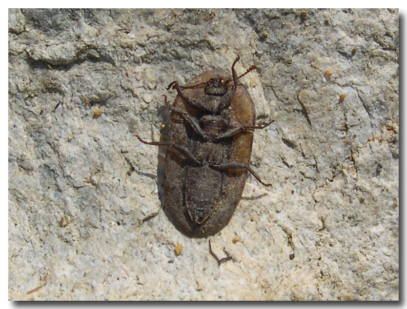 Cossyphus moniliferus, lo stranissimo Tenebrionidae